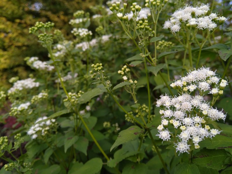 Ageratina altissima (Eupatorium rugosum) 'Braunlaub' Nõgeselehine pahmaslill (vesikanep)